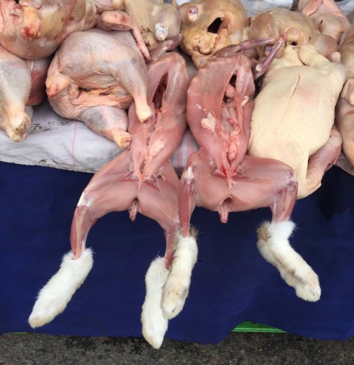 TI8qcjgPRjWJLIL79pKFow_thumb_45a1