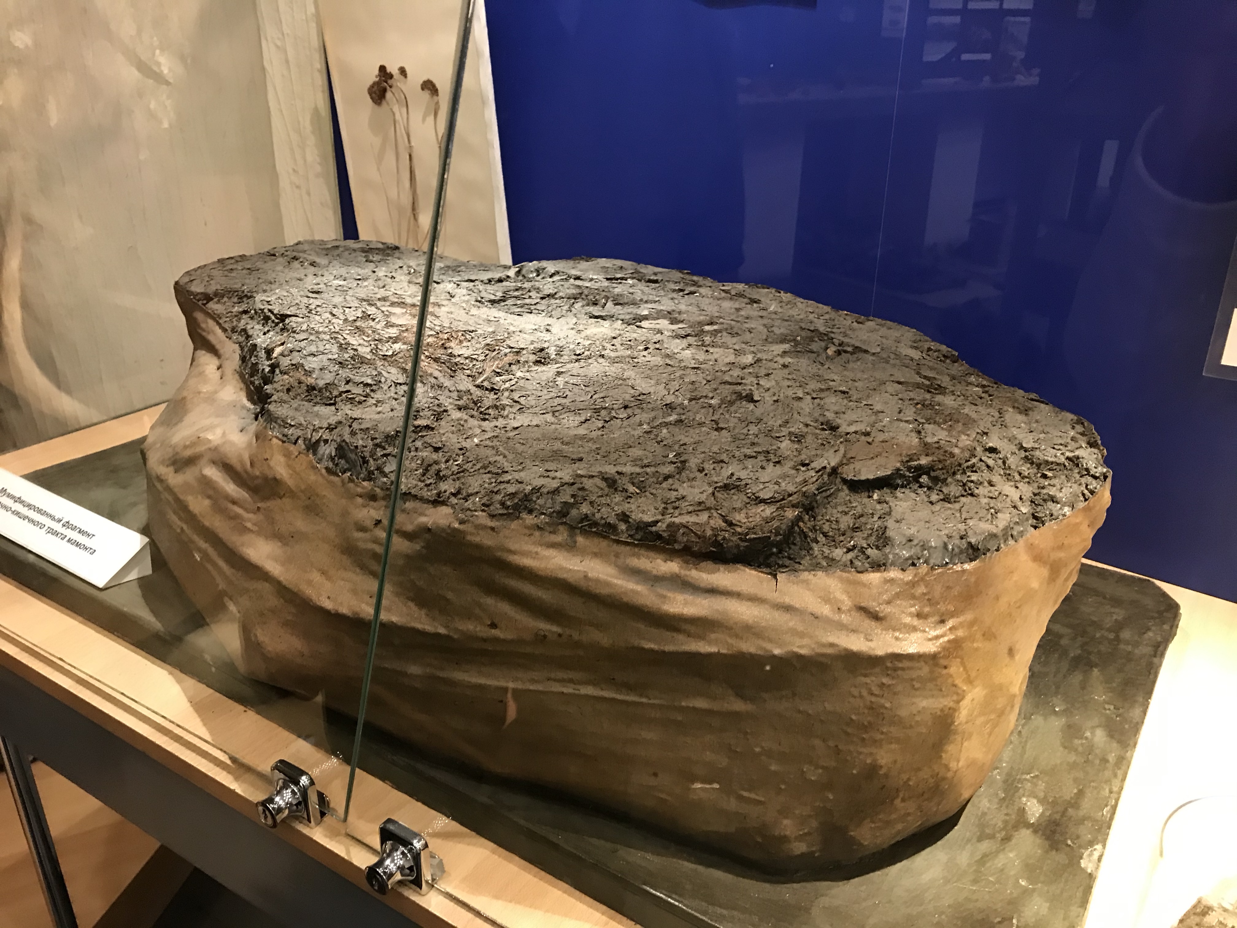 JOC1Phs9TTexPKKCYWLXhA